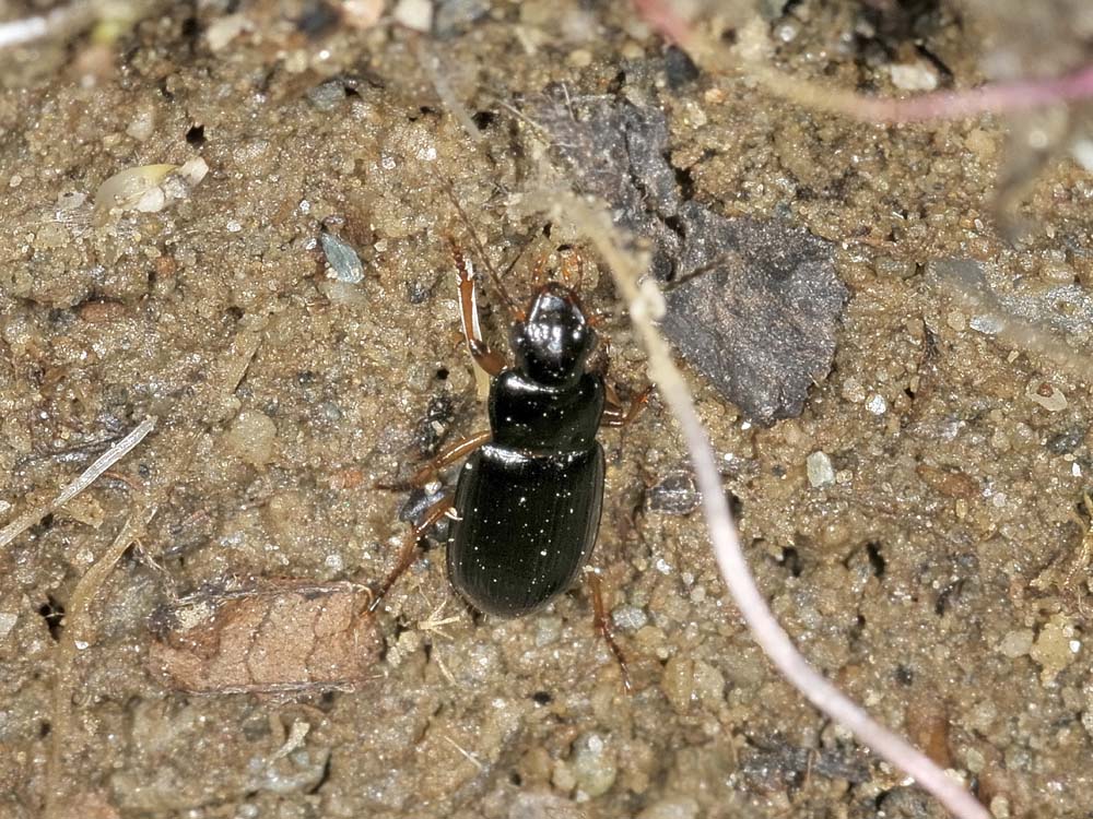 Trichotichnus laevicollis (Carabidae)